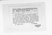 Sorocybe resinae image
